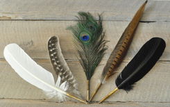Wedding Guest Book Pens - Feather Quills