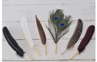 Feather Quill Pens